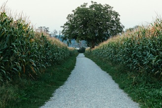 a narrow gravel road with a tree in the middle of it
