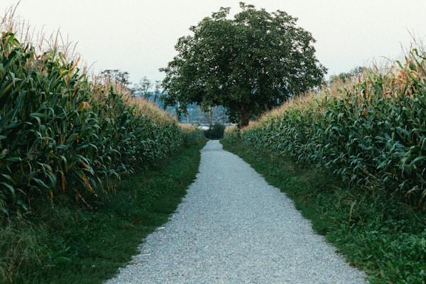 a narrow gravel road with a tree in the middle of it