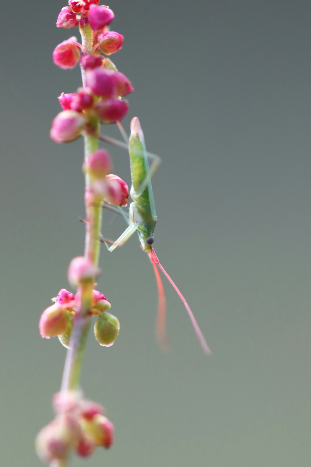 a green insect sitting on top of a pink flower