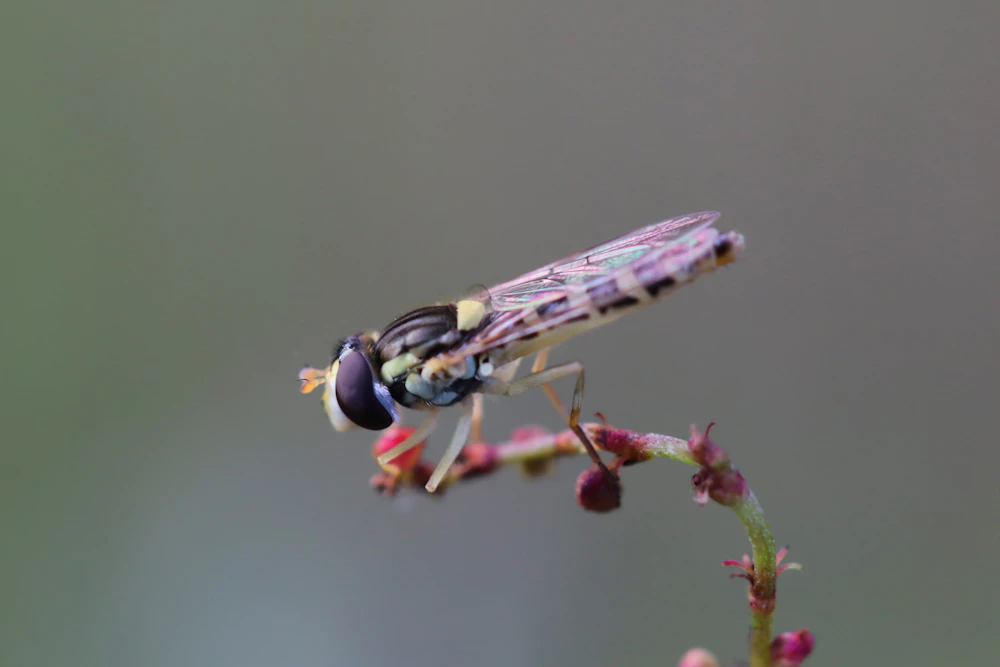 A hover fly feeding on a small pink flower