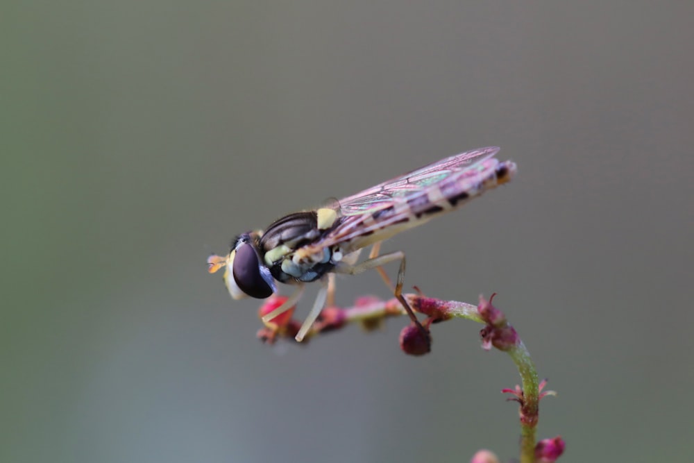 a close up of a bug on a flower