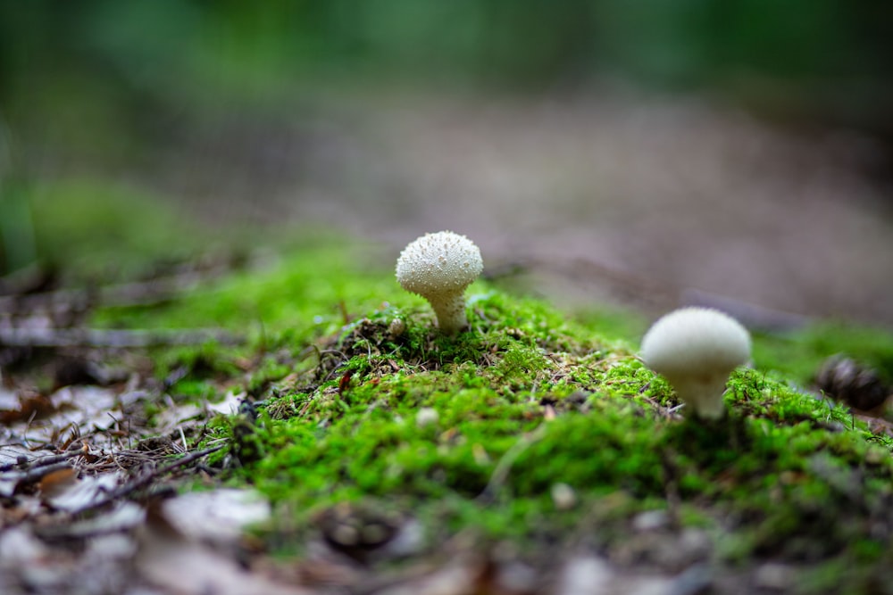 a couple of mushrooms sitting on top of a moss covered ground