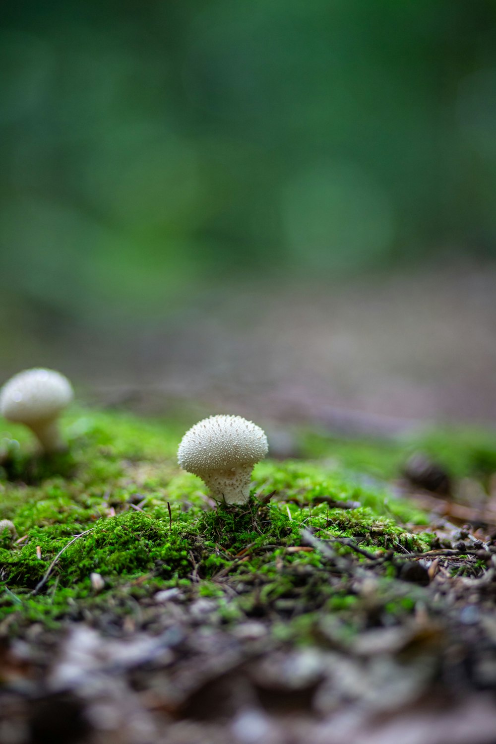 a group of mushrooms sitting on top of a moss covered ground