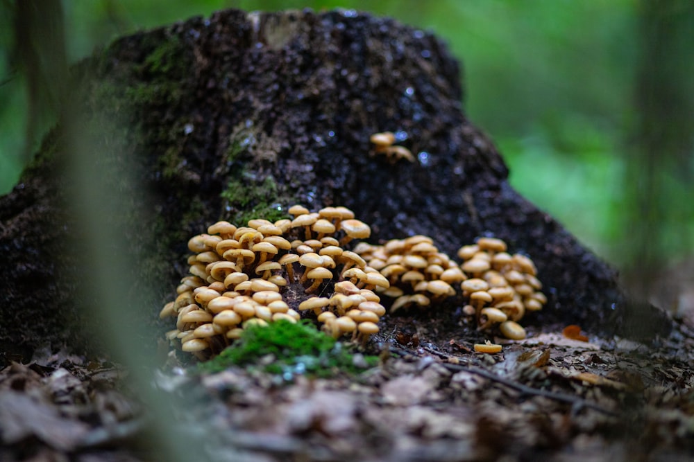 a cluster of mushrooms growing on a tree stump