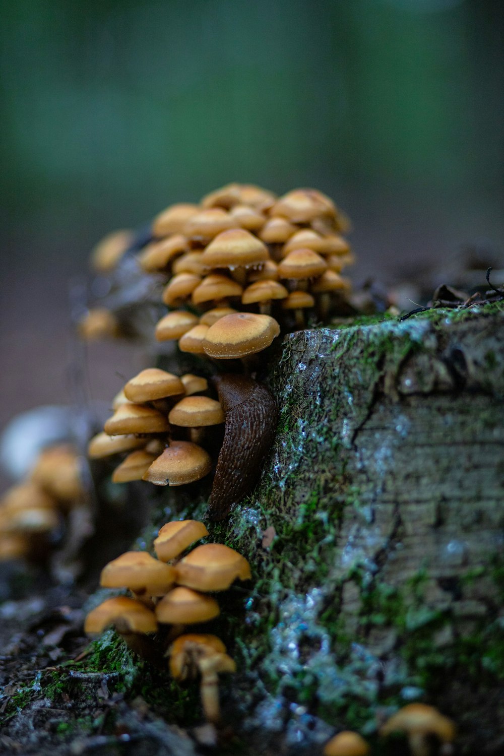 a group of mushrooms growing on a tree stump