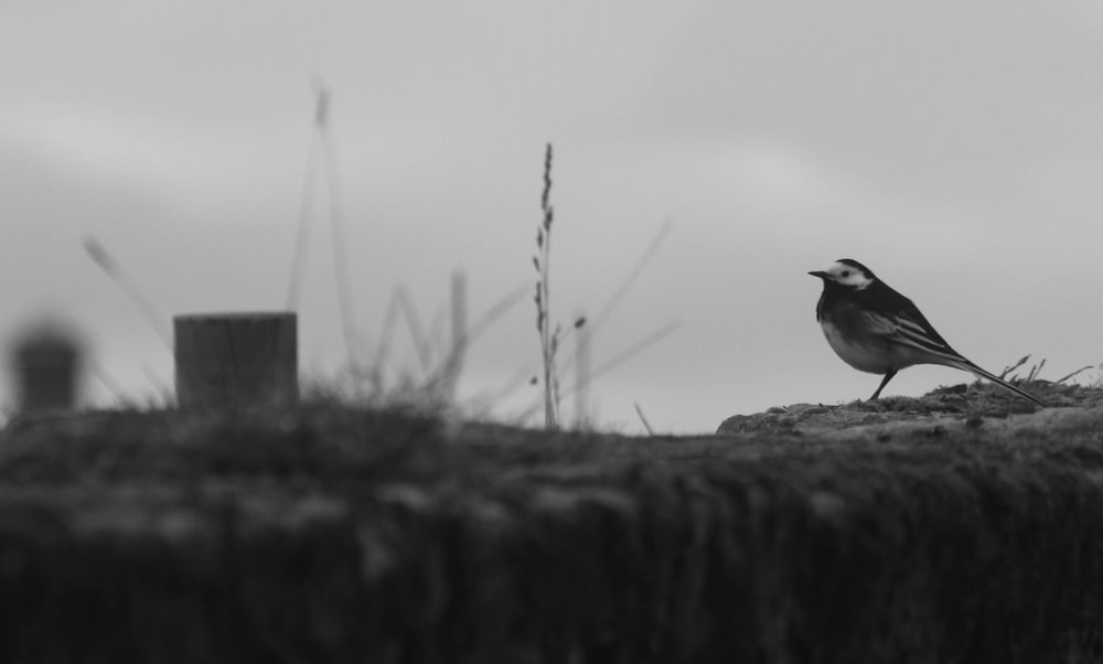 a black and white photo of a bird on a rock