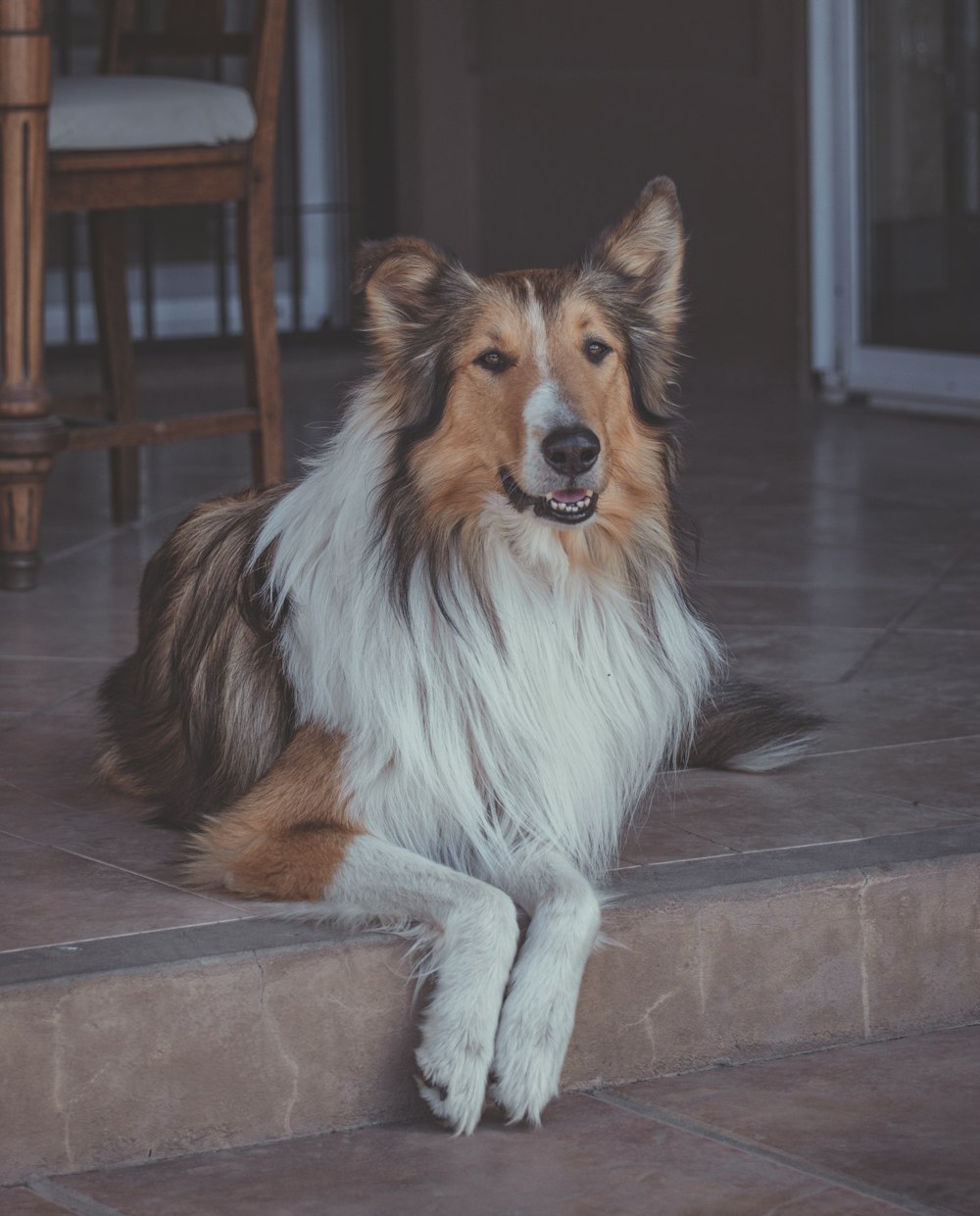 a brown and white dog laying on a tile floor