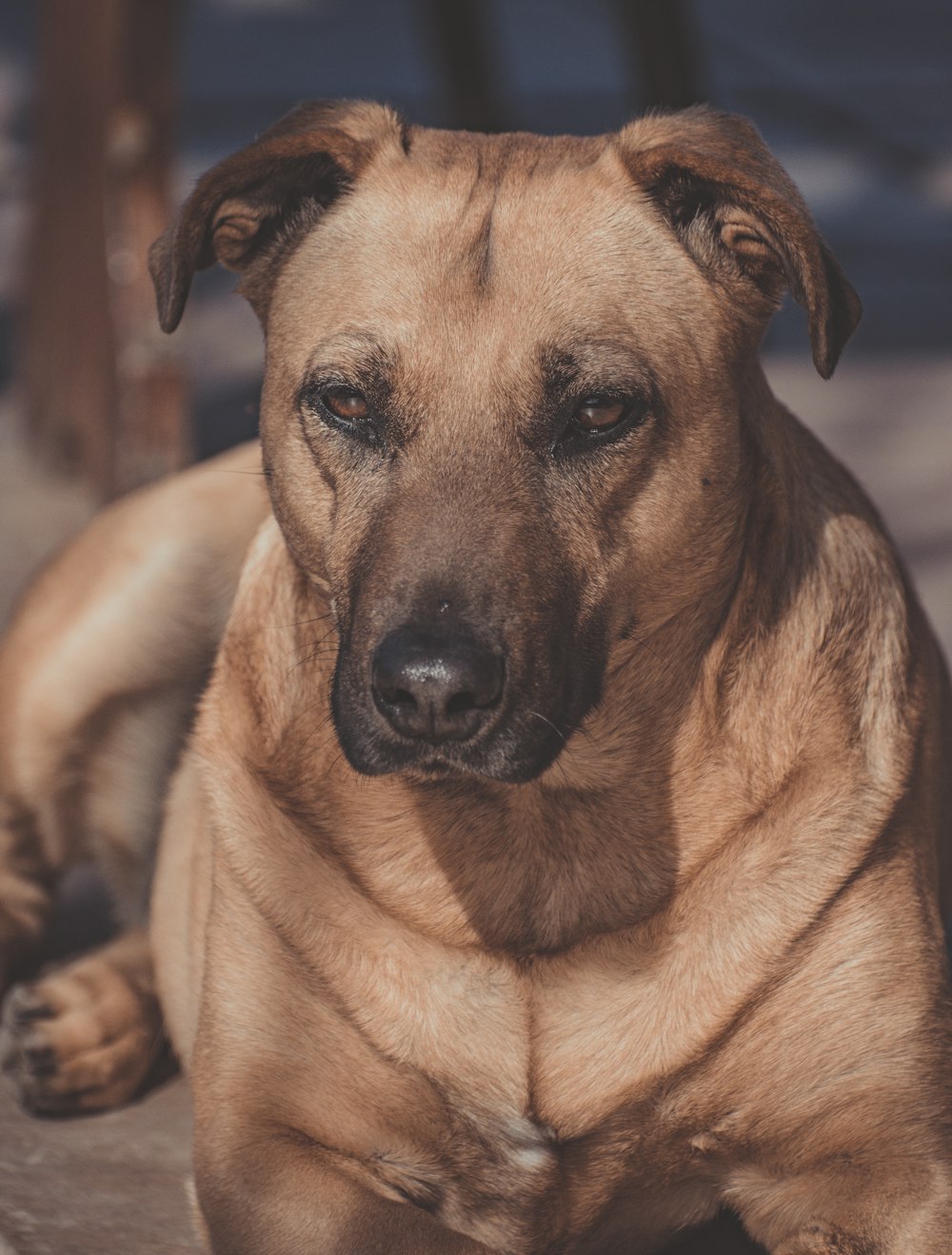 a large brown dog laying on top of a wooden floor