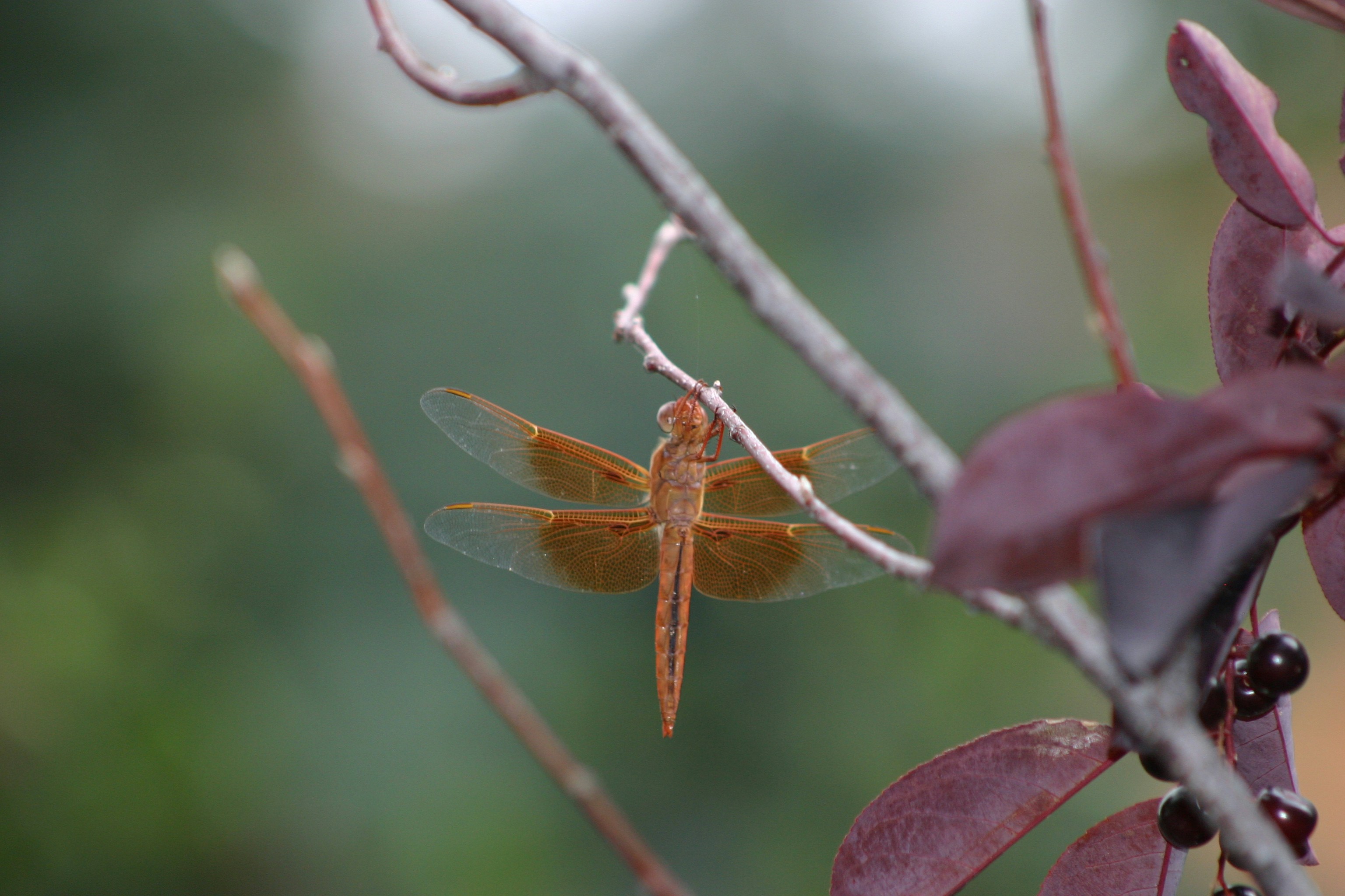 Photo by mvroberts