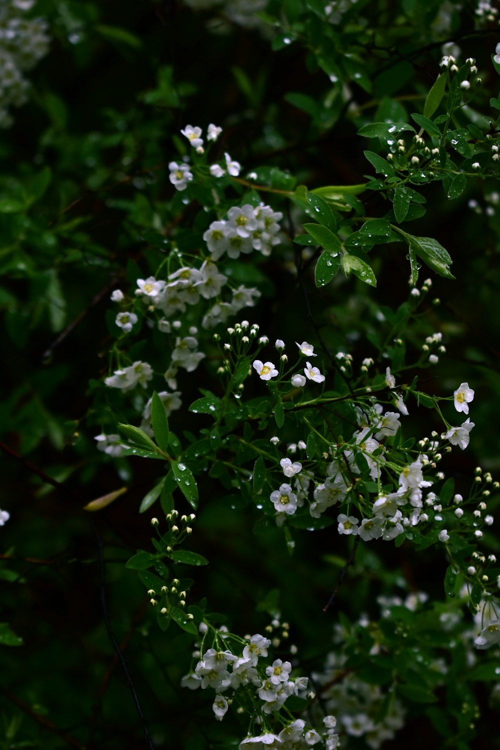 a bush with white flowers and green leaves