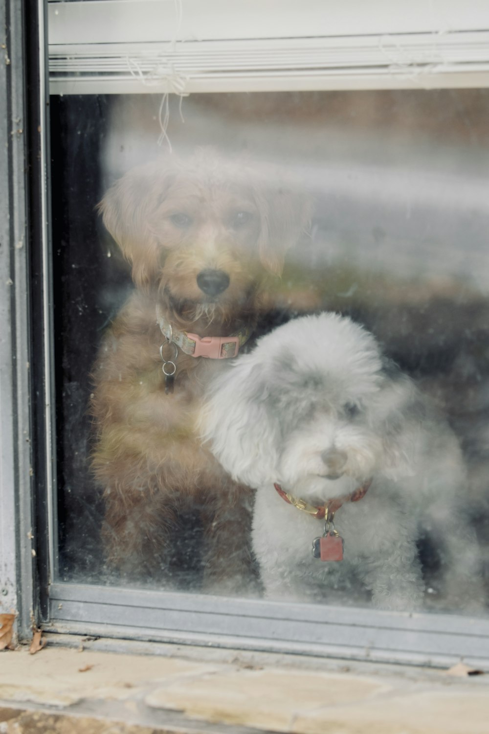 a white dog and a brown dog looking out a window