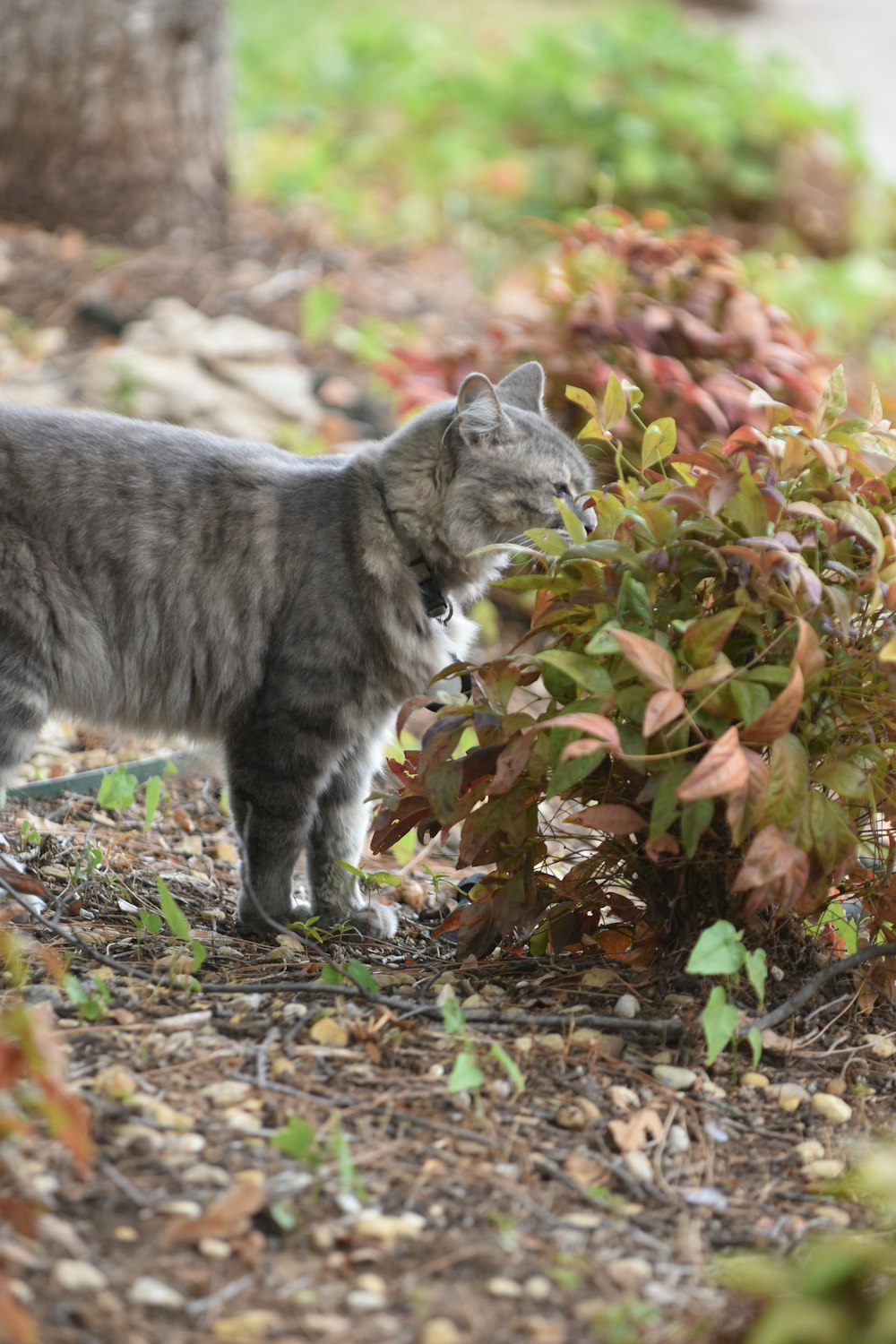a cat standing in the dirt near a bush