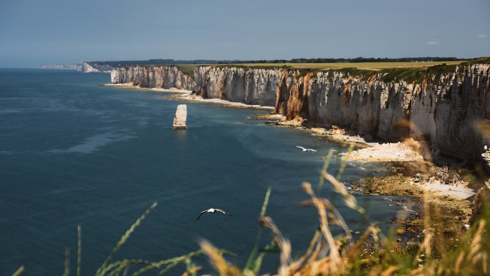 a bird flying over a body of water near a cliff