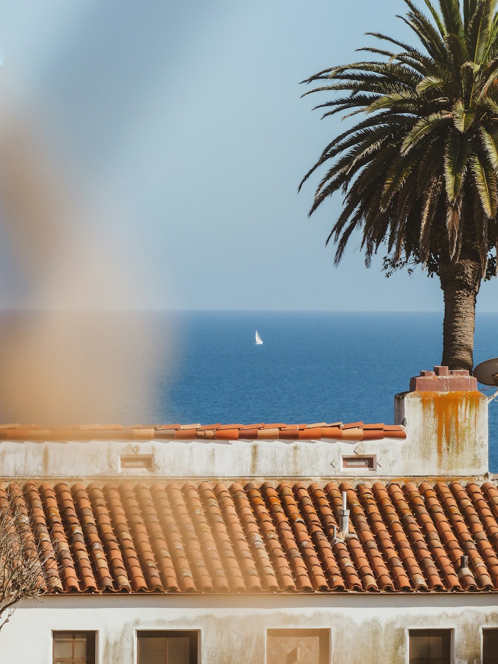 a palm tree on the roof of a building