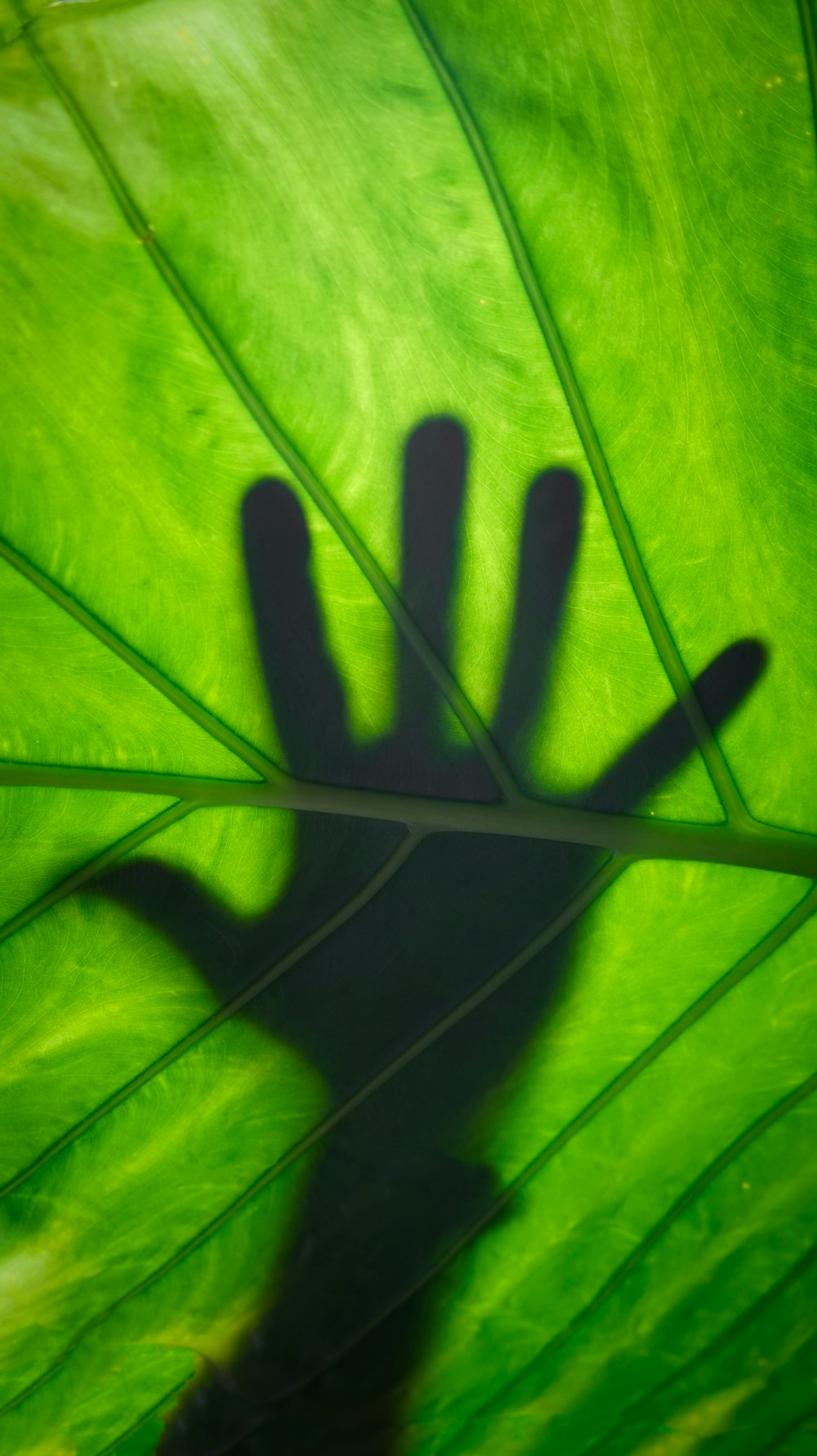 a shadow of a hand on a green leaf