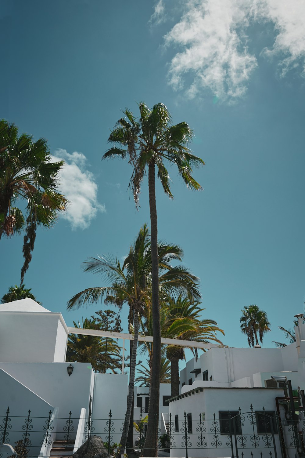 a palm tree in front of a white building