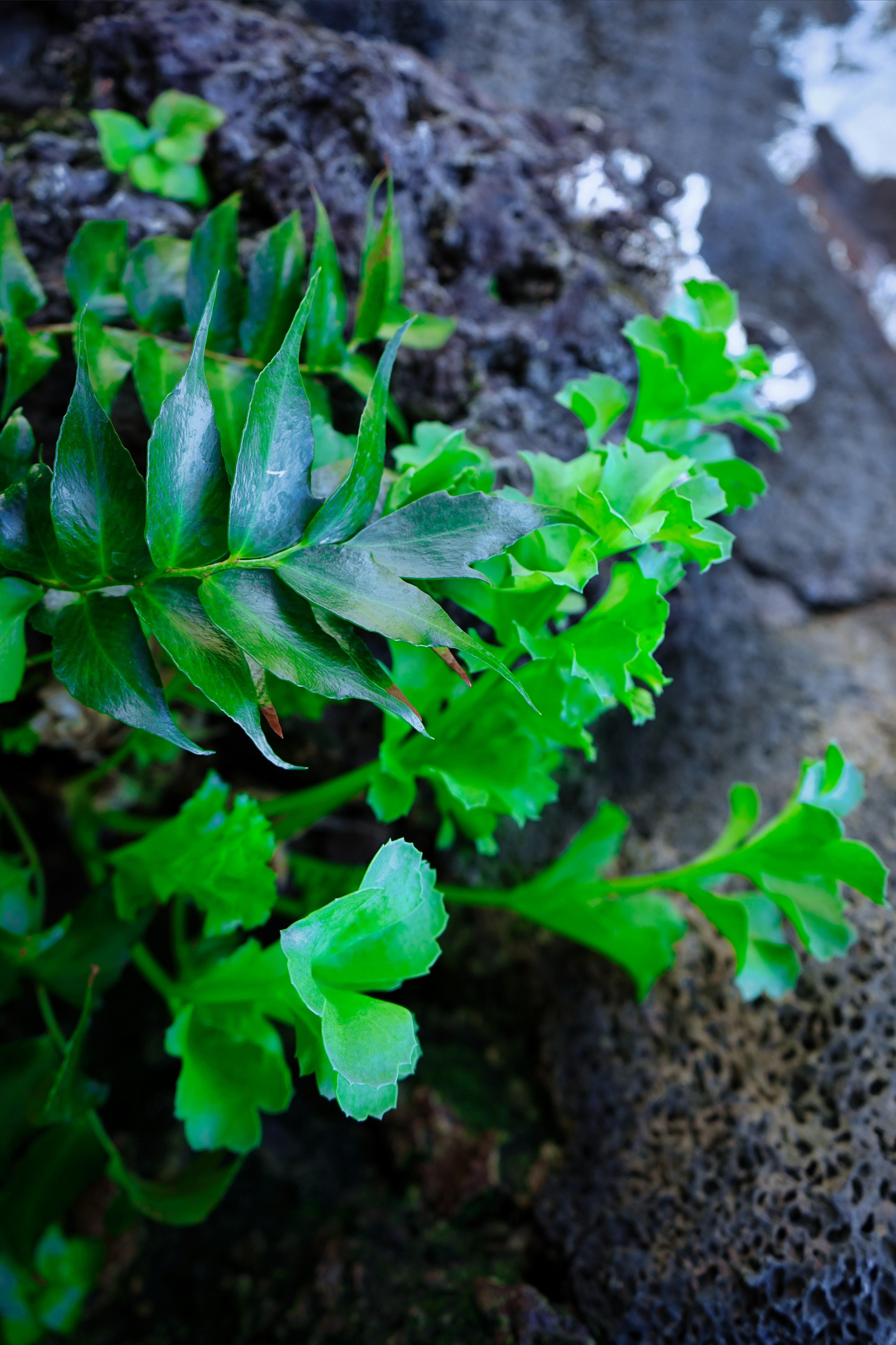 A close up of a plant growing out of a rock photo – Free Background pic ...