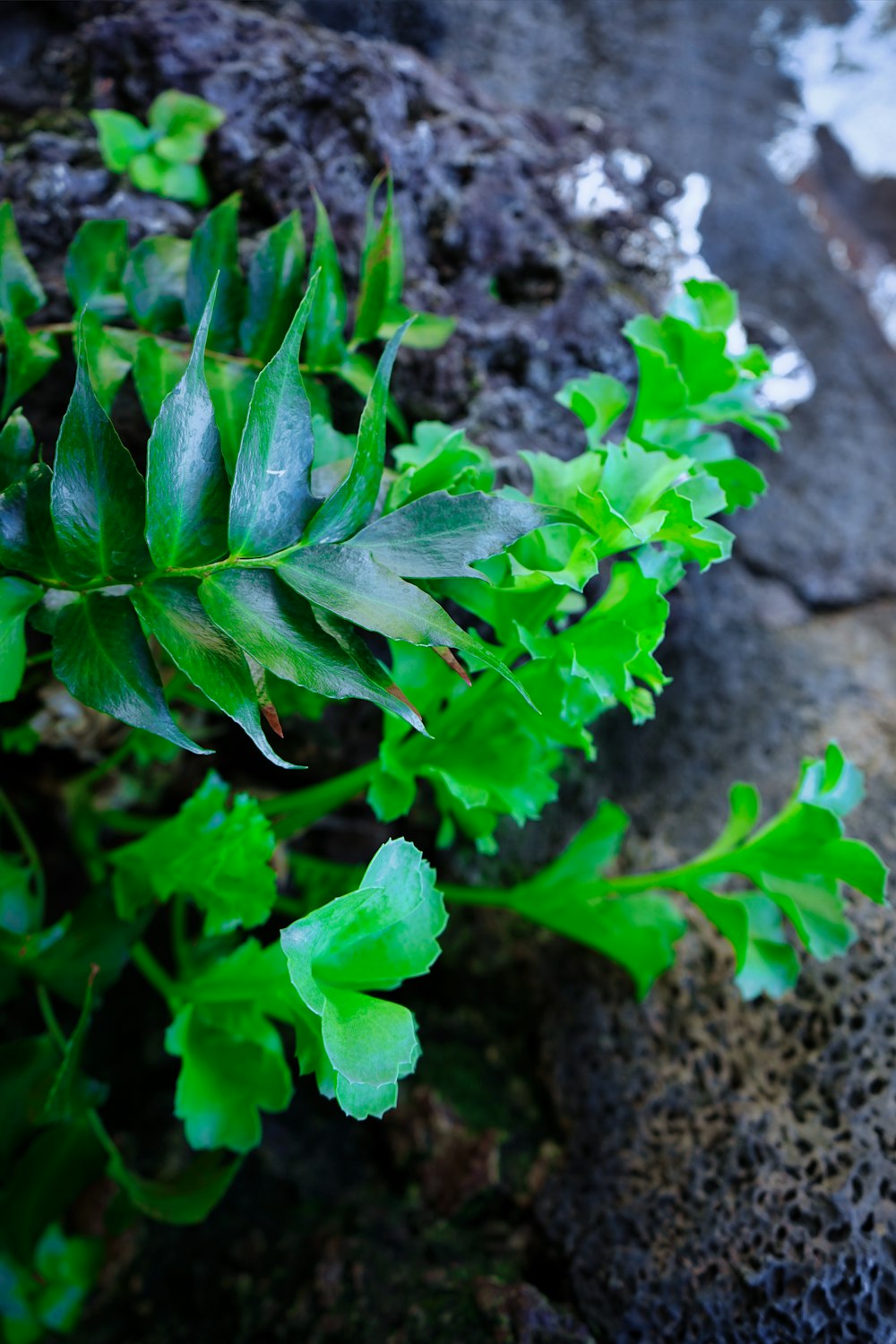 a close up of a plant growing out of a rock