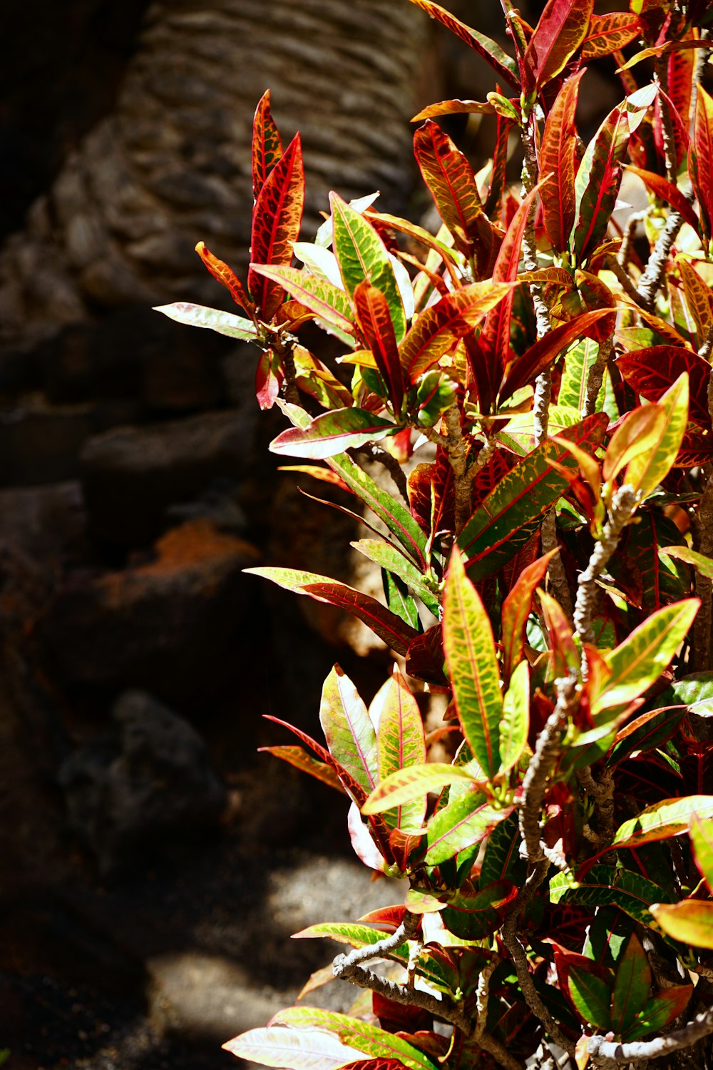 a small bush with red and green leaves