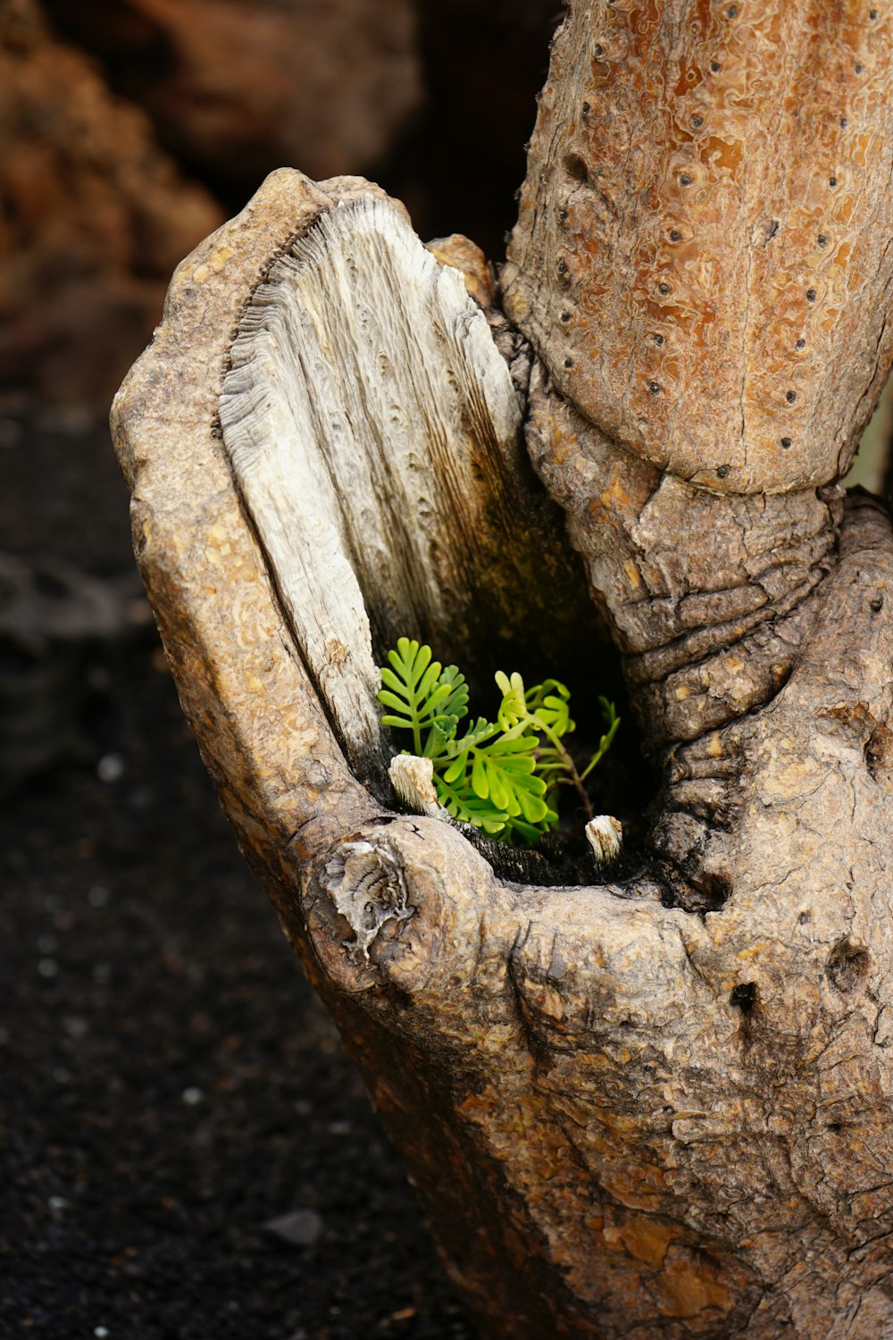 a tree stump with a small plant growing out of it