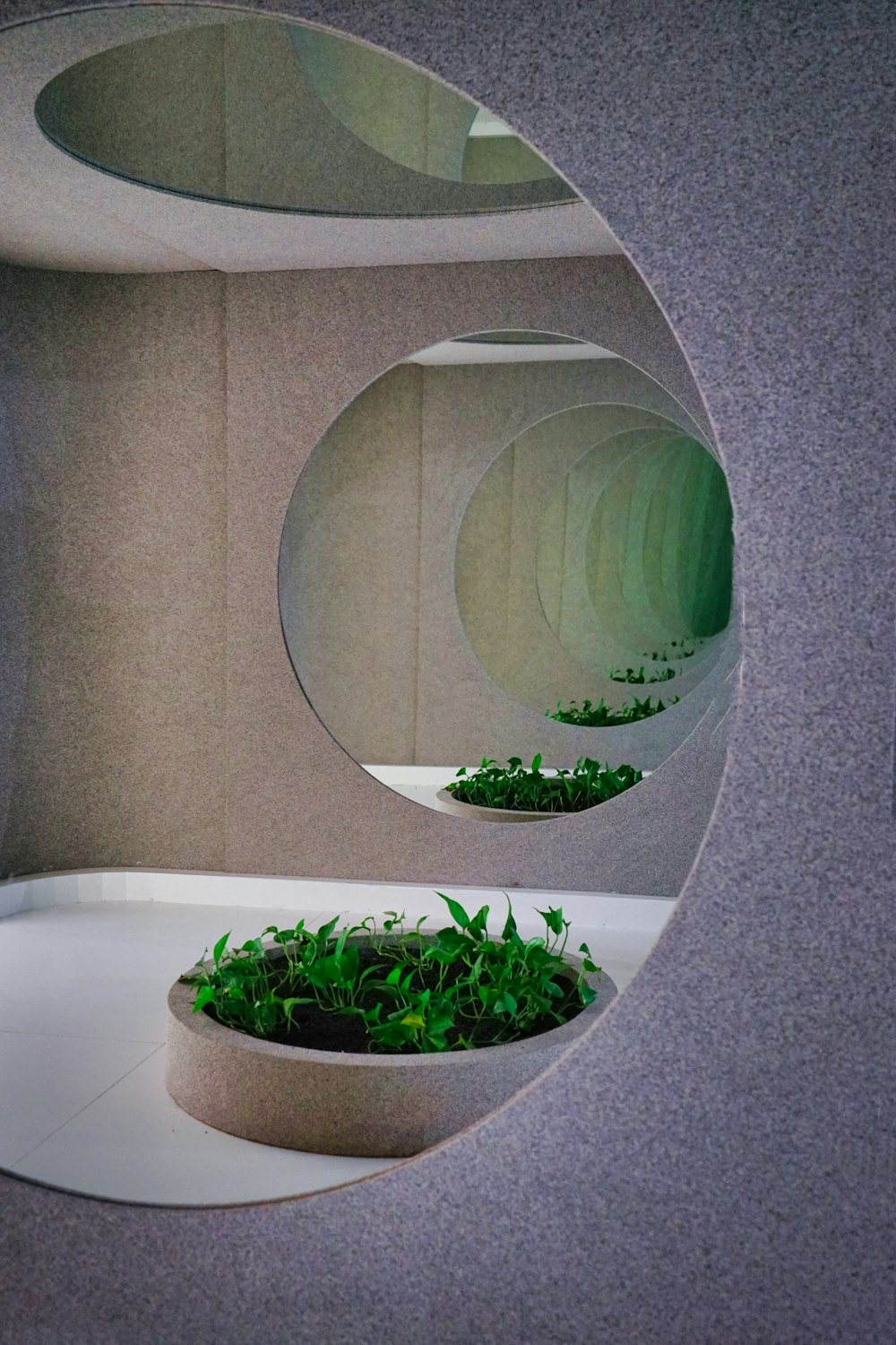 a circular mirror reflecting a plant in a bowl