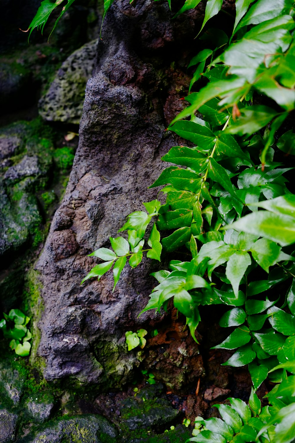 a bird sitting on a rock surrounded by green plants