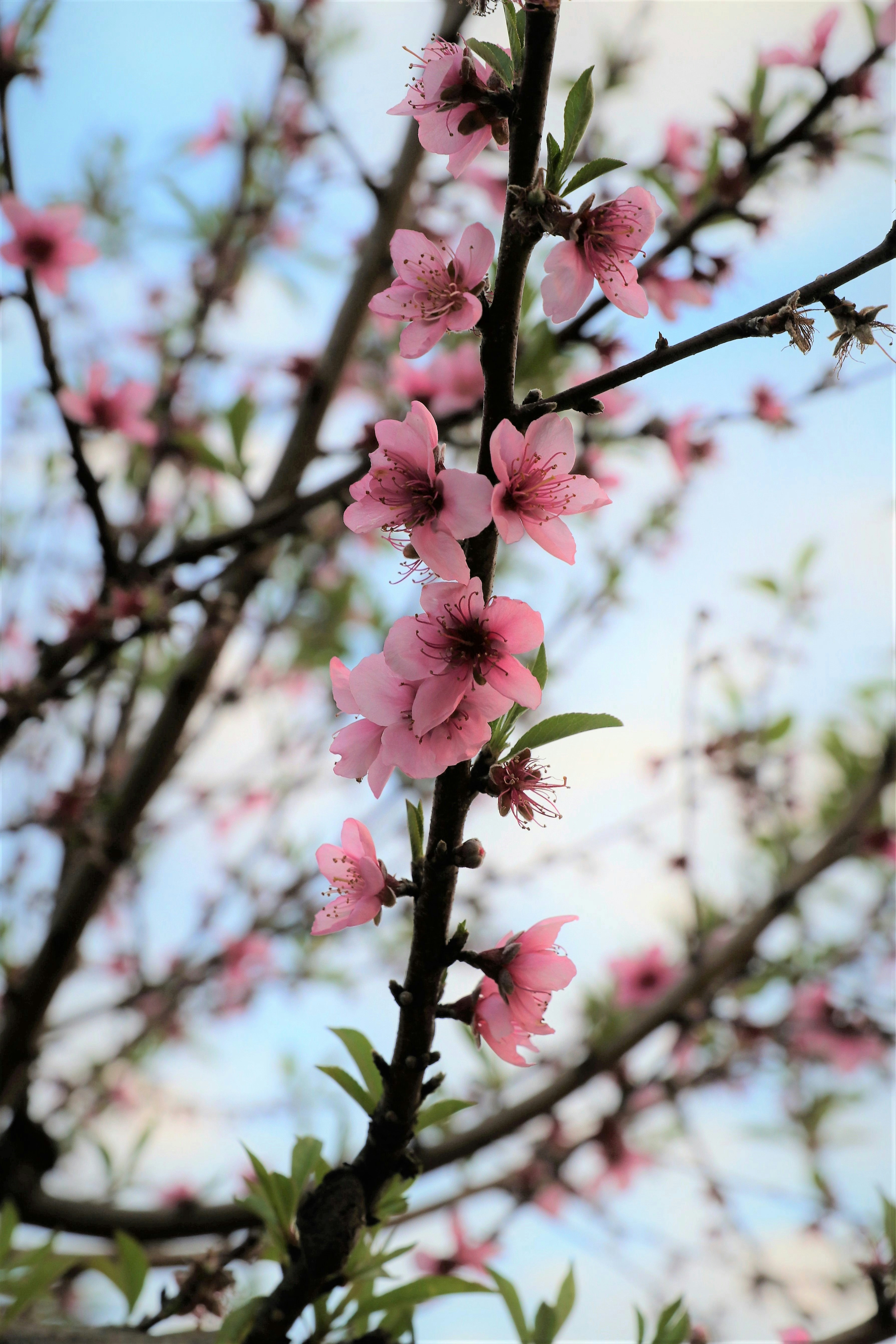 Photo by luizabraun