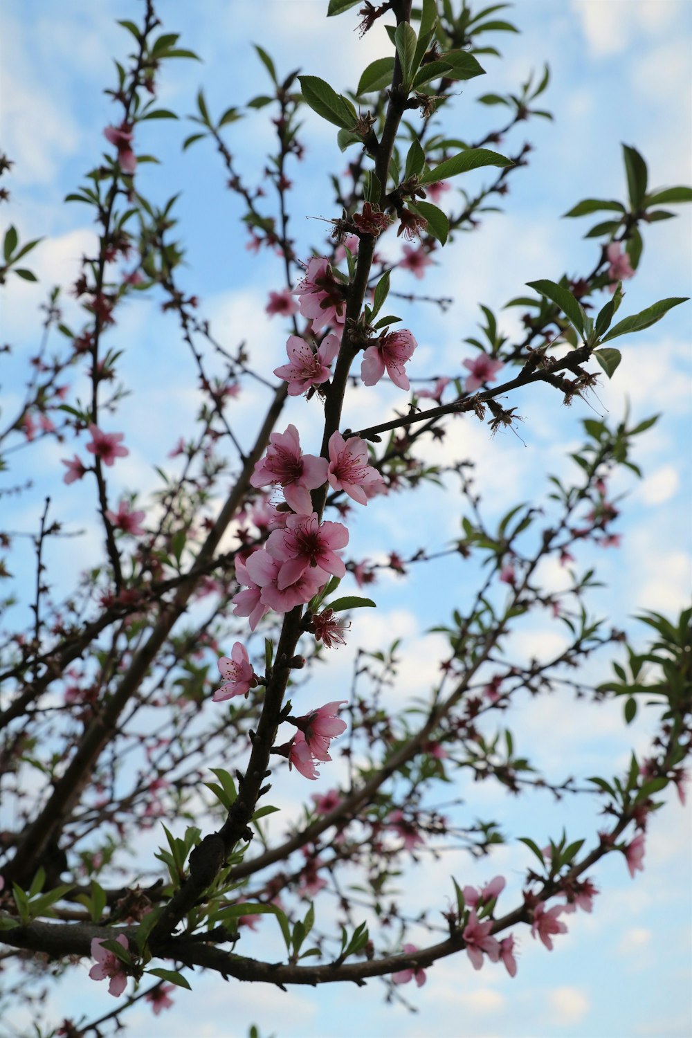 a tree branch with pink flowers and green leaves