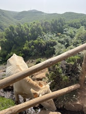 A light-colored cow stands behind a wooden fence on a hillside, surrounded by lush greenery and bushes under a clear sky.