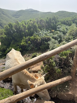 A light-colored cow stands behind a wooden fence on a hillside, surrounded by lush greenery and bushes under a clear sky.