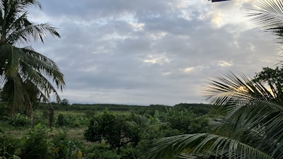 A beautiful tropical landscape showcasing lush greenery.