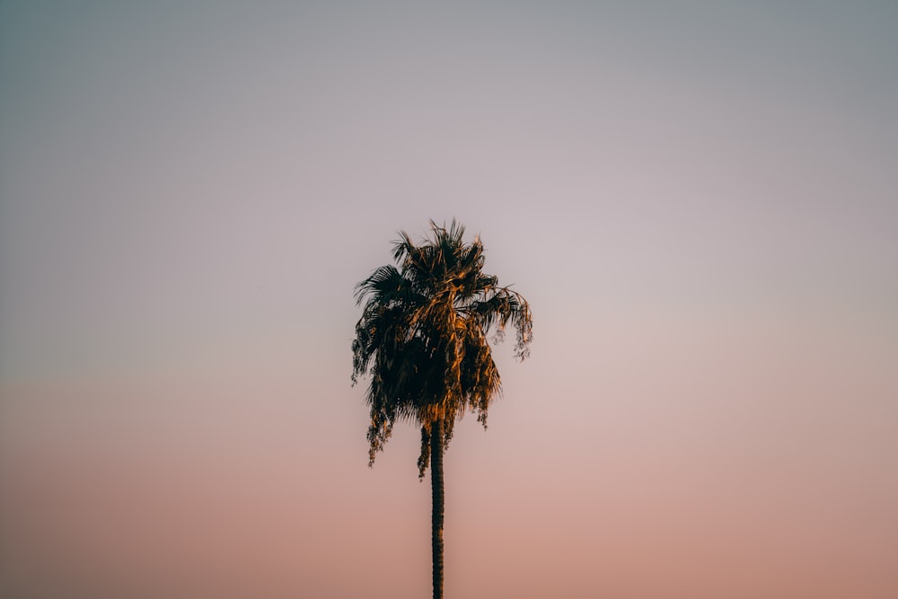 a palm tree in front of a pink sky
