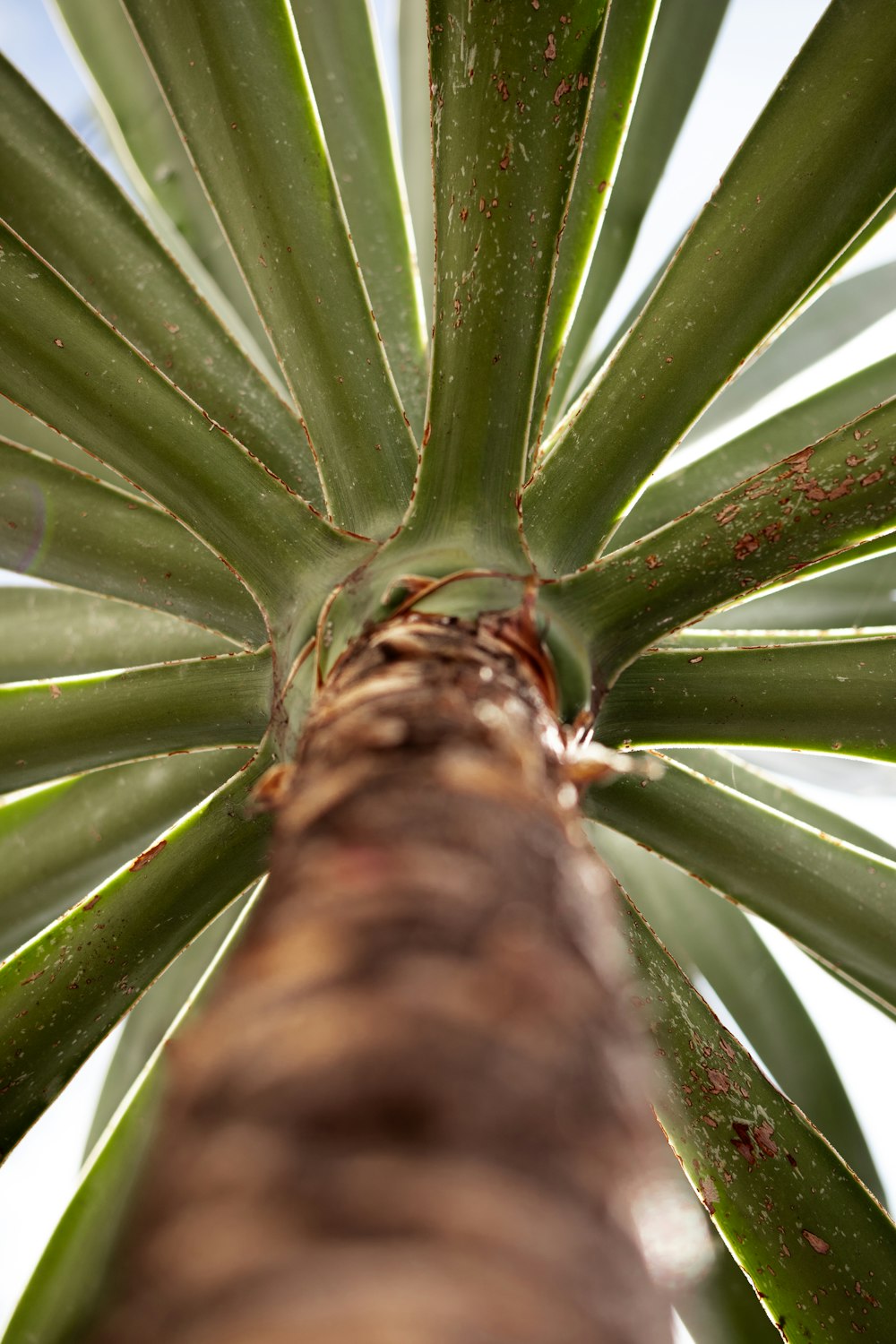 a close up view of a tall palm tree
