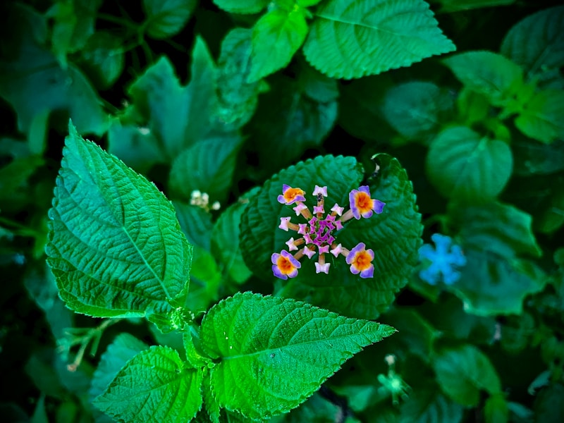 Understanding Western Herbal Medicine