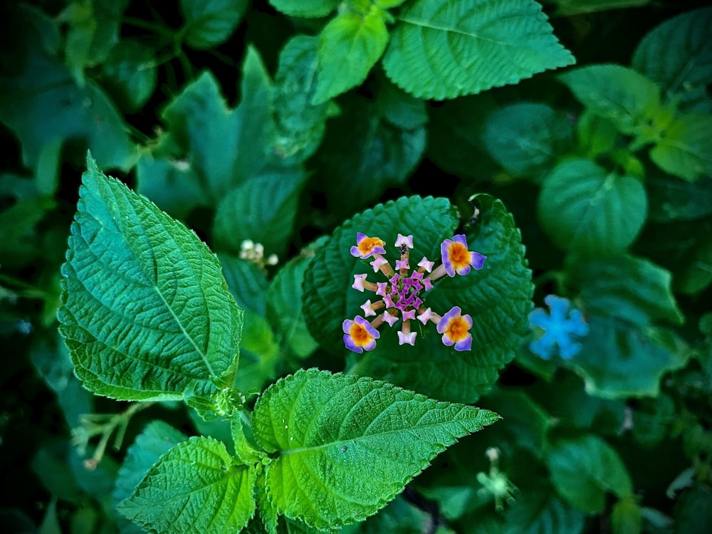 a close up of a flower on a plant