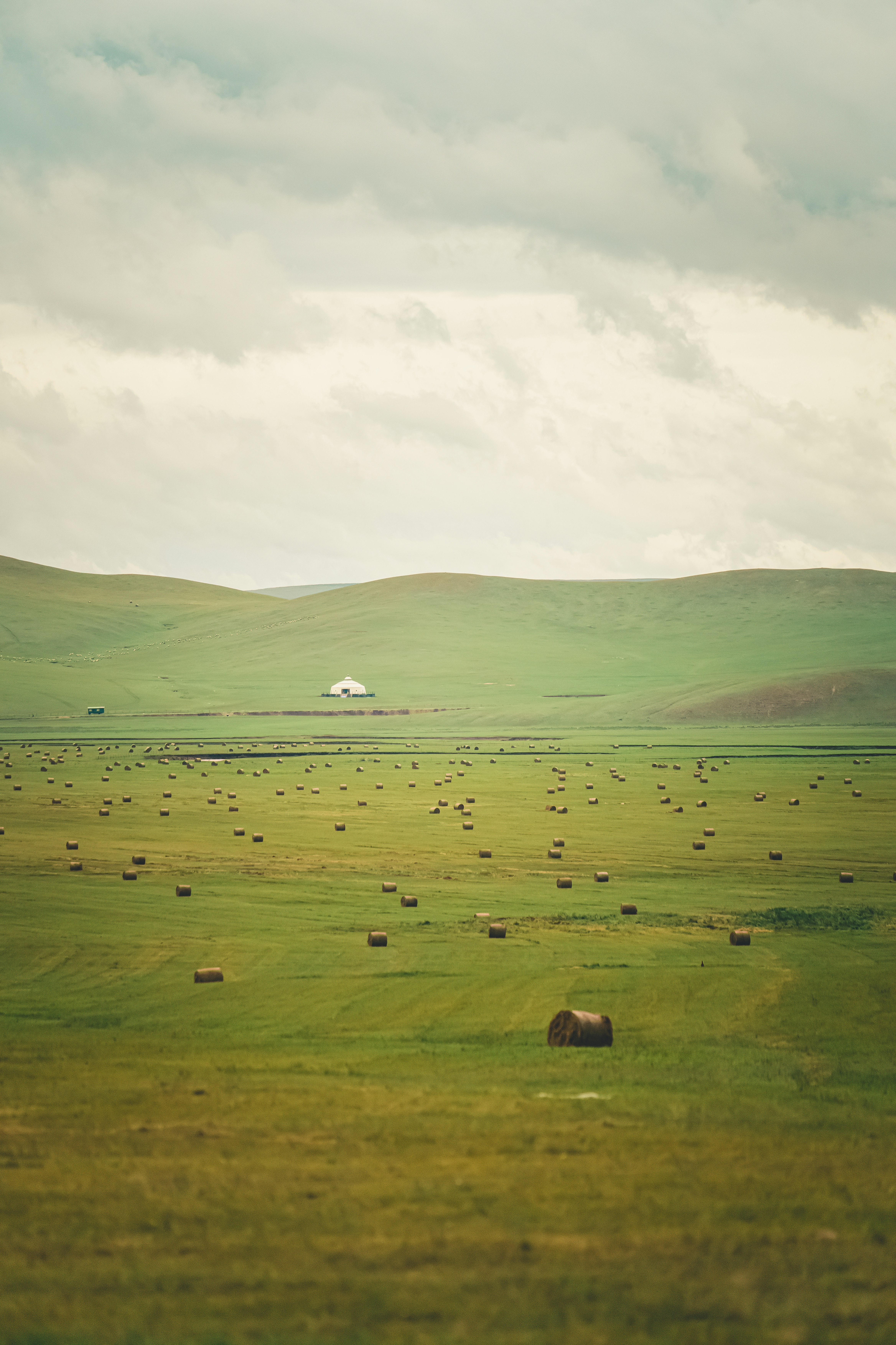 A herd of yaks in a lush Mongolian grassland