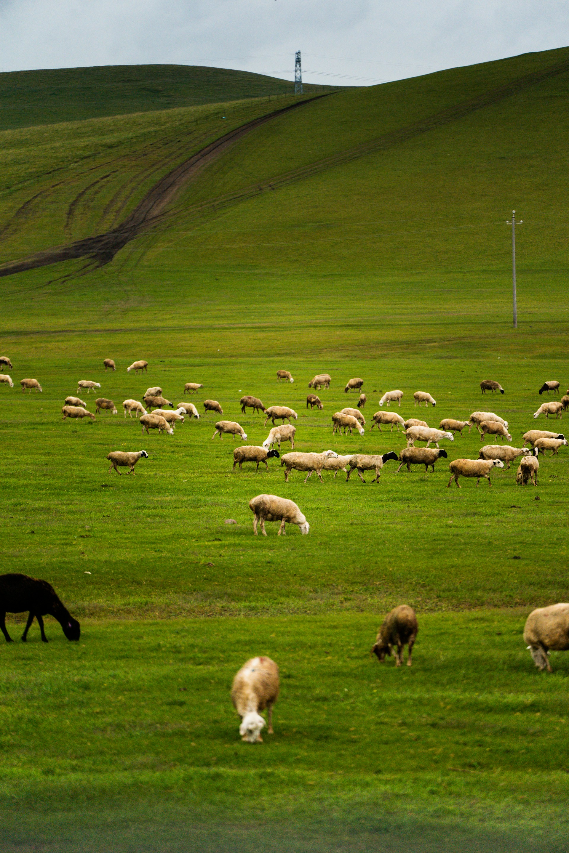 a herd of sheep grazing on a lush green field