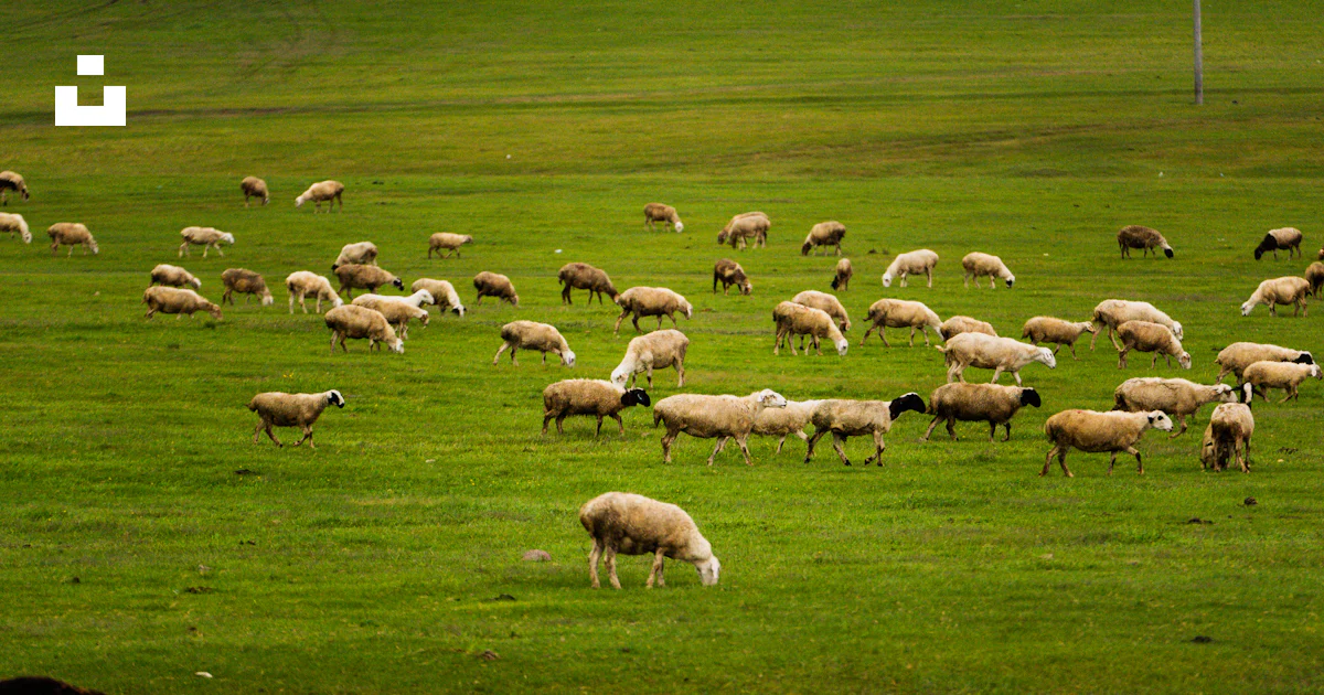 A herd of sheep grazing on a lush green field photo – Free Sheep Image ...
