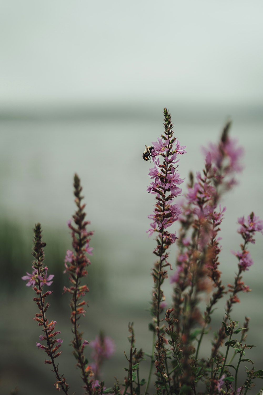 a close up of a plant with a body of water in the background