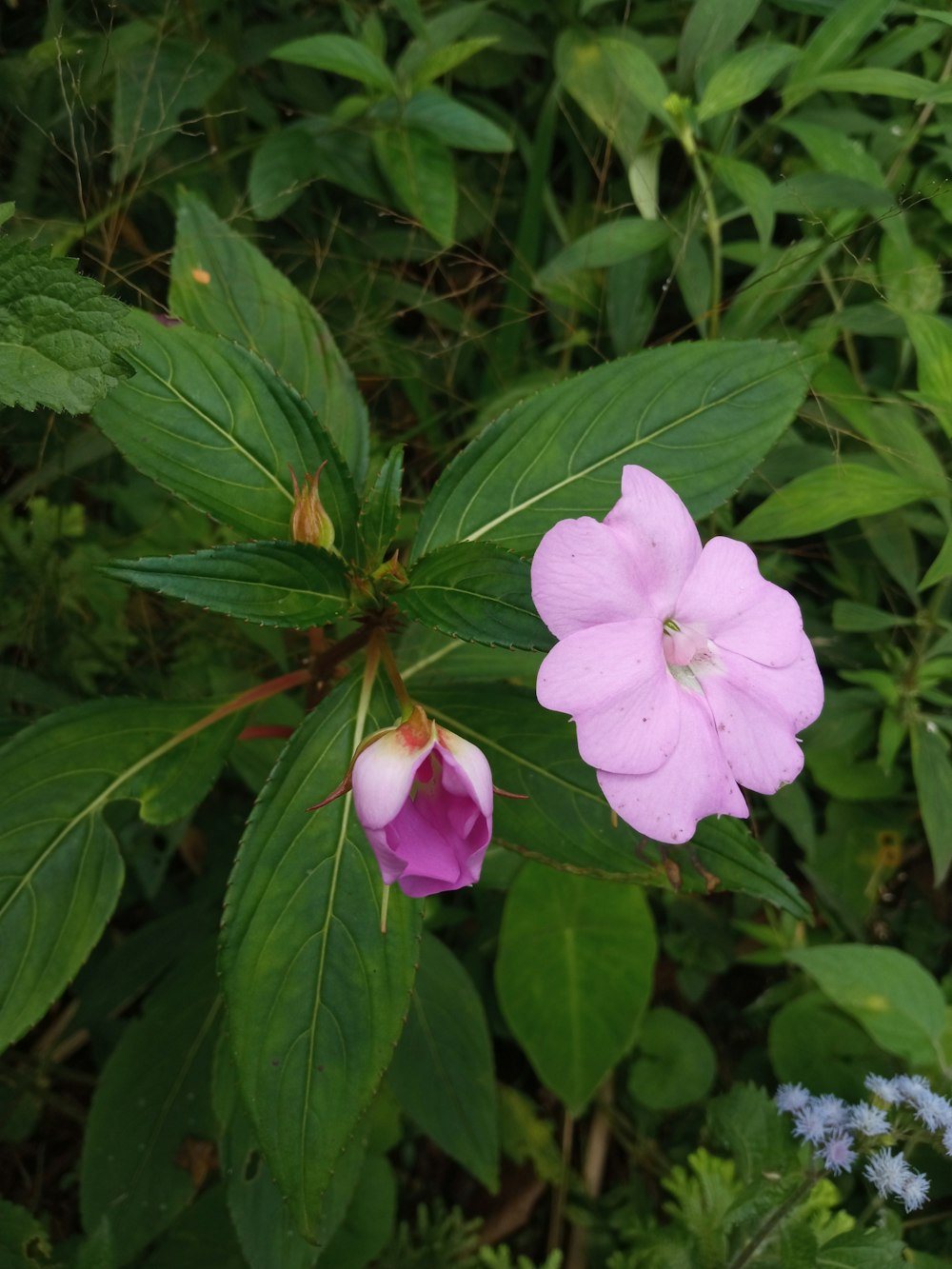 a pink flower with green leaves in the background