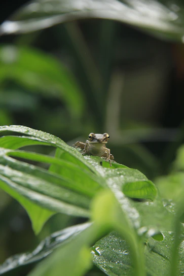 Close-up of a vibrant green tree frog perched on a leaf, droplets of morning dew glistening on its skin.