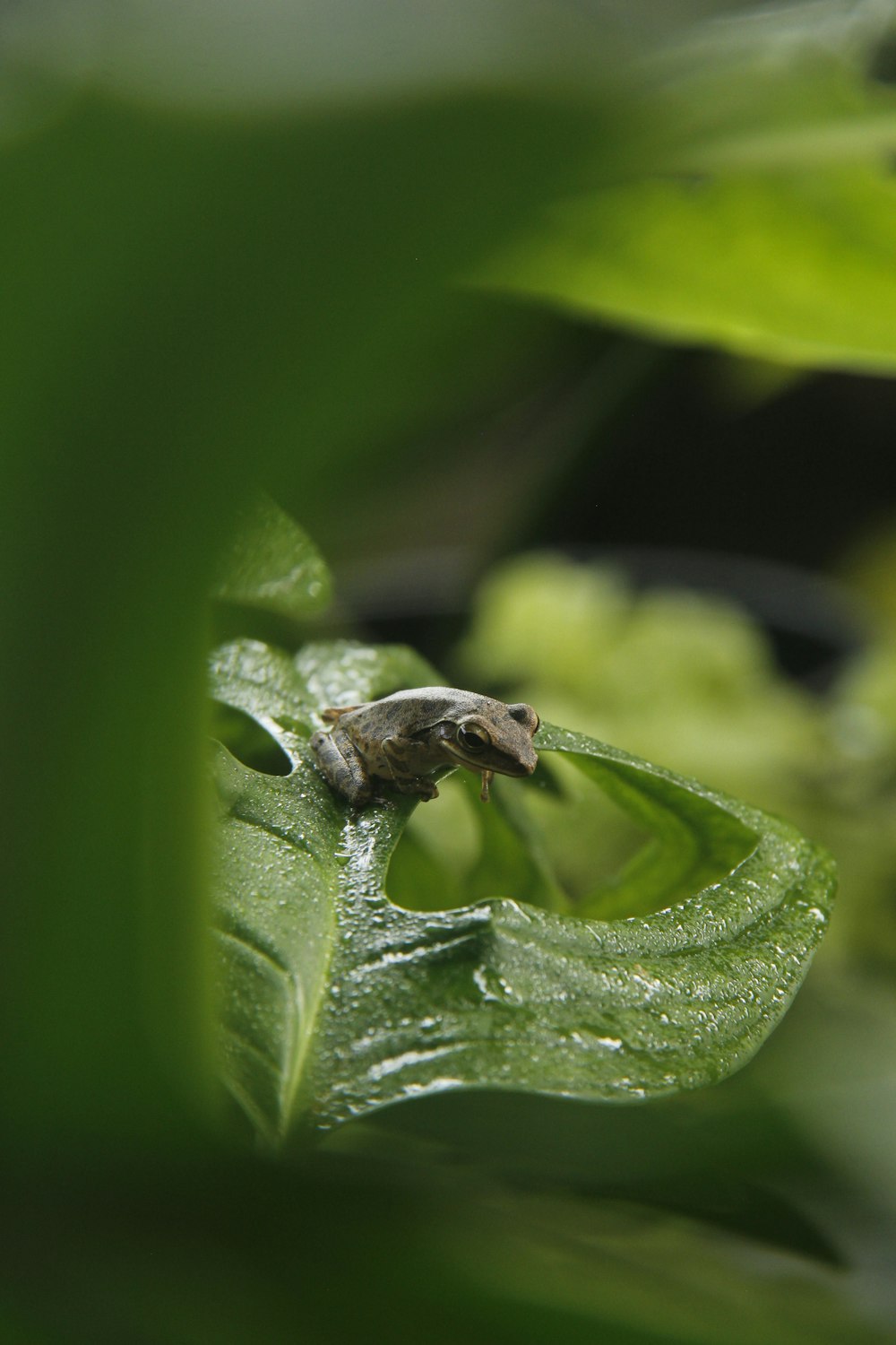 a frog is sitting on a green leaf