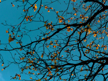 A network of tree branches stretches across the sky, adorned with small yellow flowers. The branches form intricate patterns against a deep teal backdrop.
