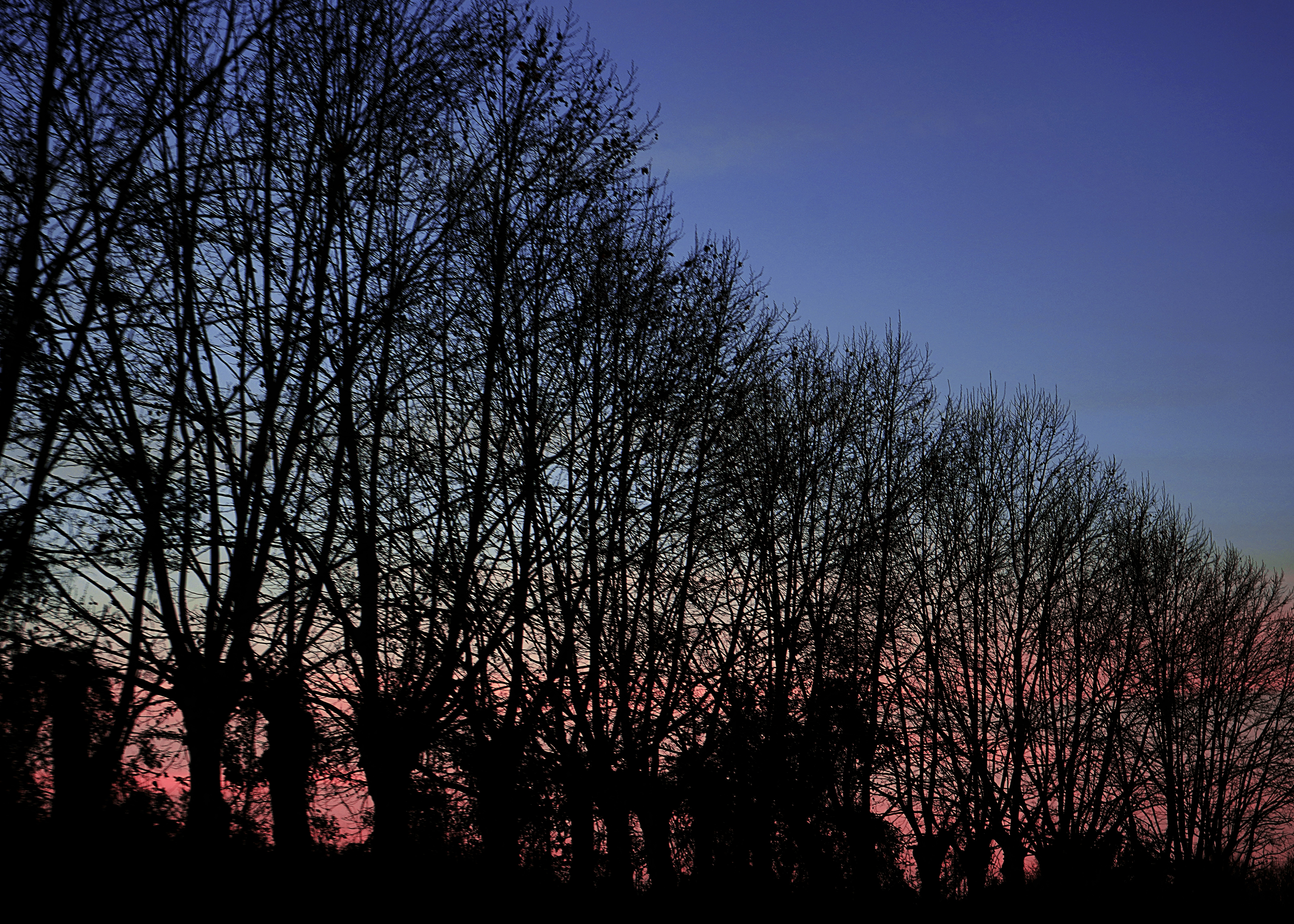 the sun is setting behind a line of trees