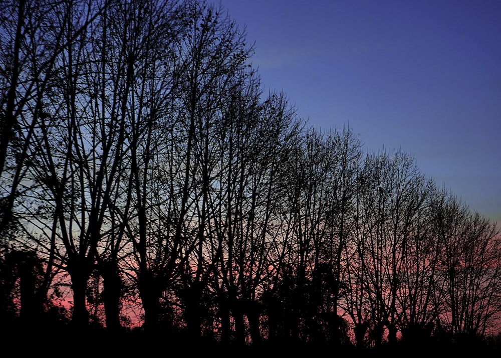 the sun is setting behind a line of trees