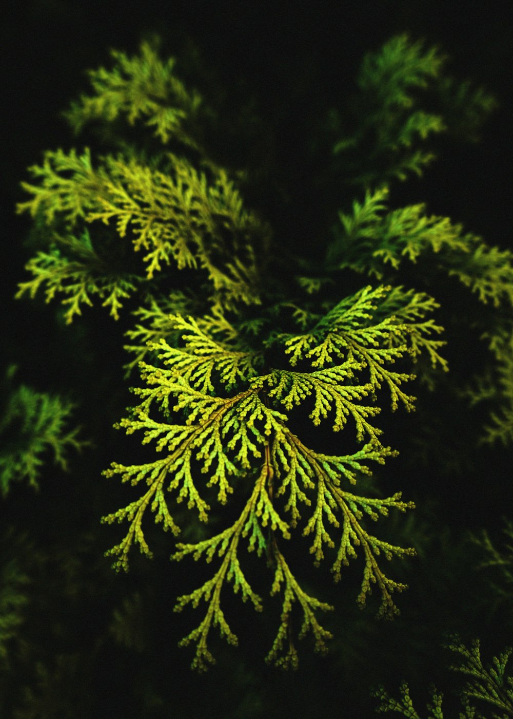 a close up of a tree with green leaves