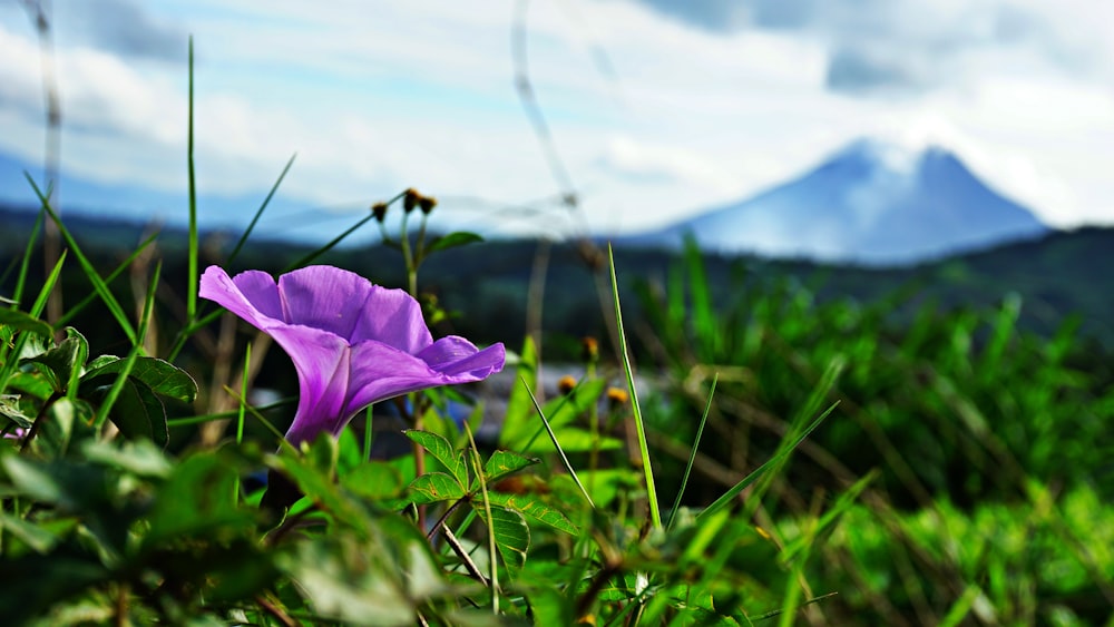 a purple flower in a field with mountains in the background