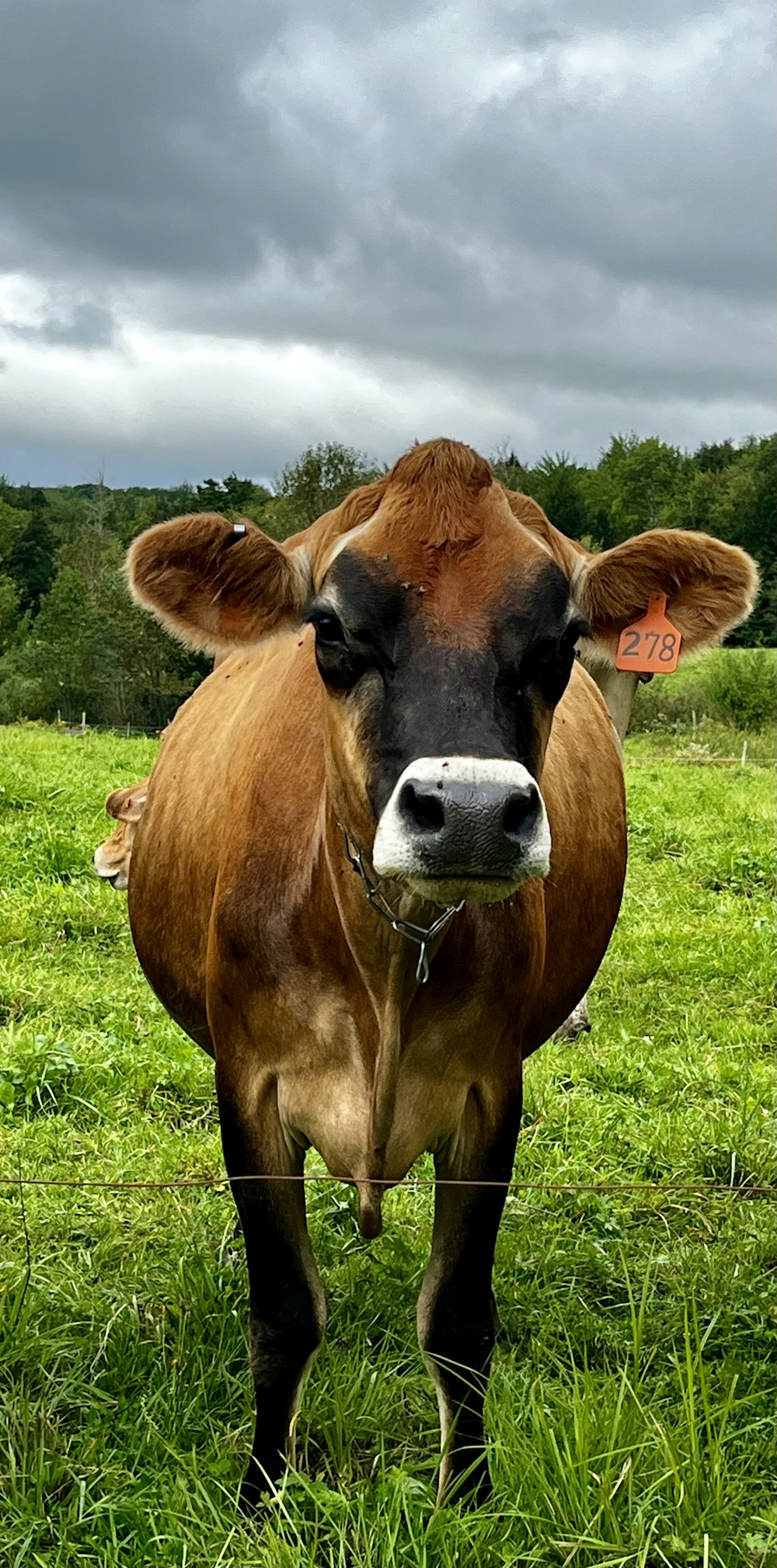 a brown cow standing on top of a lush green field