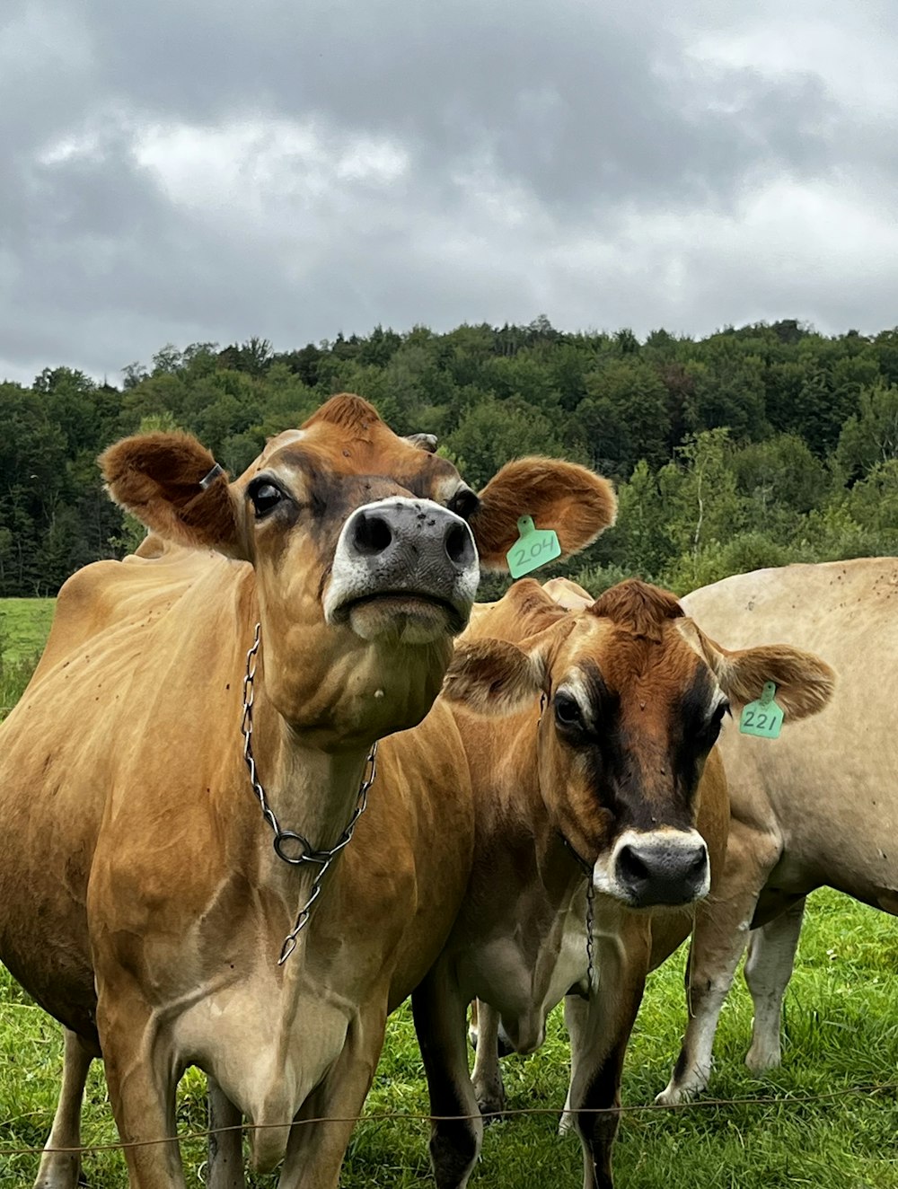 a herd of cattle standing on top of a lush green field