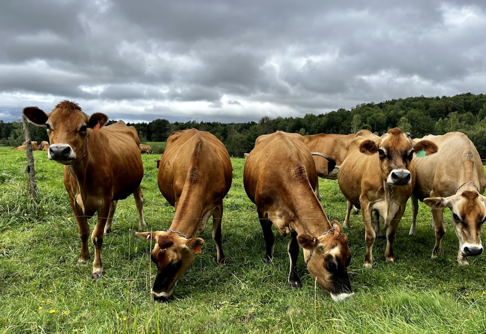 a herd of cattle grazing on a lush green field